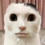 Zdjęcie profilowe AdamBo